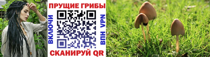 купить наркотик  Новозыбков  Псилоцибиновые грибы Psilocybine cubensis 